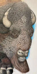 Wood Buffalo (Bison Bison Athabascae)-3