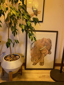 Highland cow (Bos taurus taurus)-3
