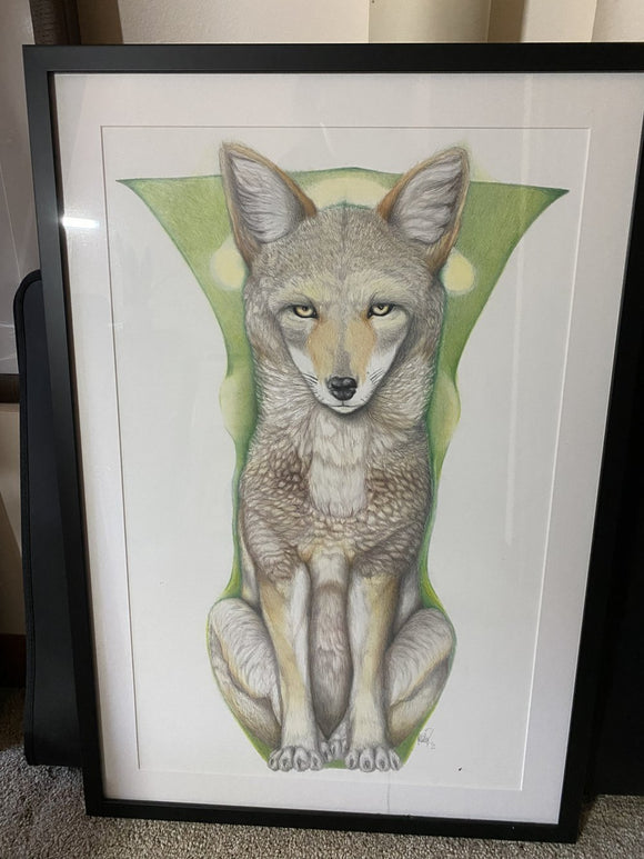 Stanley Park coyote (Canis latrans)