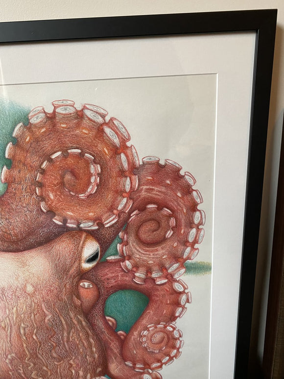 Giant Pacific octopus (Enteroctopus dofleini)