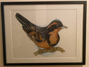 Varied thrush (Ixoreus navius)-3