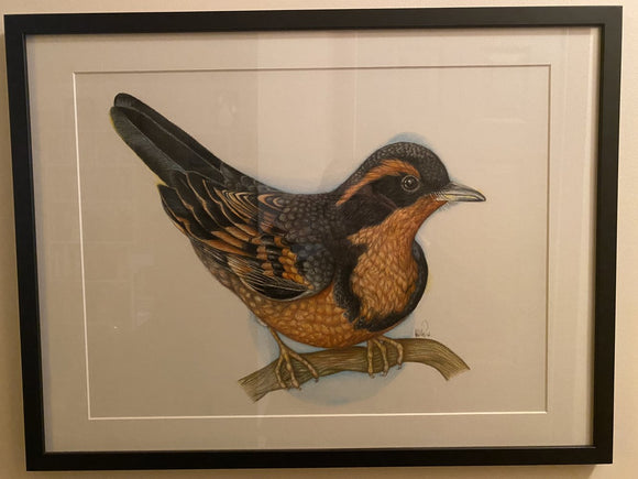 Varied thrush (Ixoreus navius)