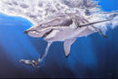 Ocean Hunter's Tryptich-3