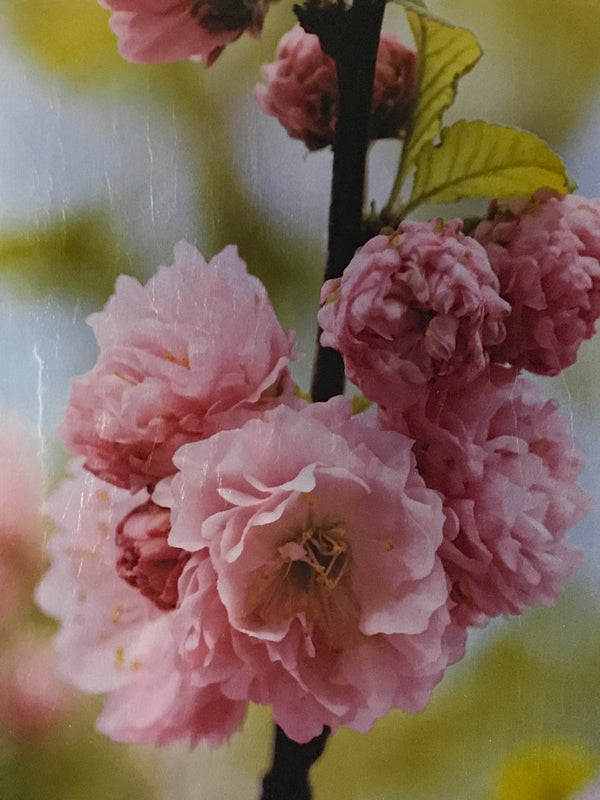 Cherry Blossom Trio