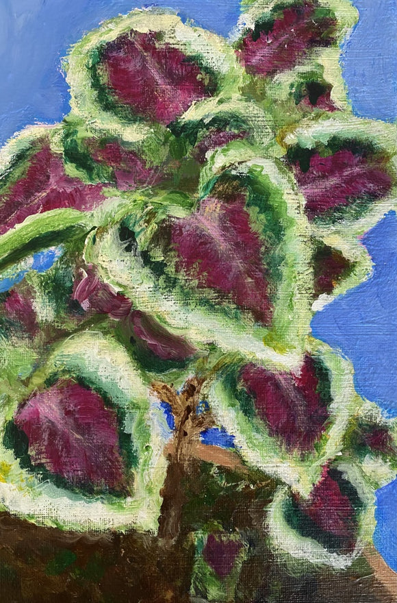 Coleus on Blue