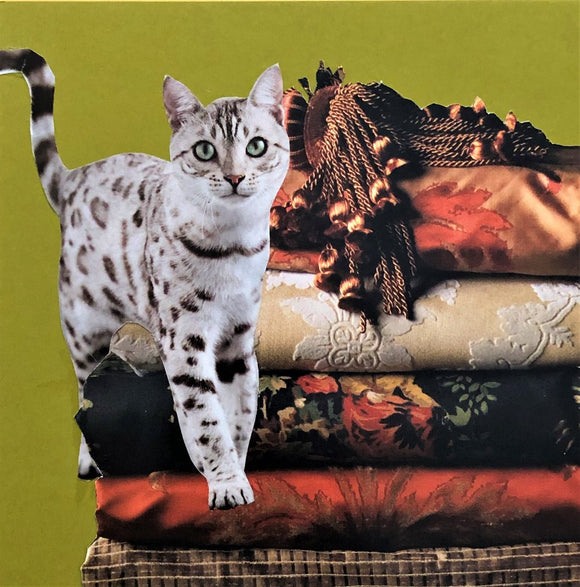 Feline Friend