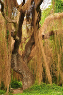 Triptych of wild forest in Havana-3