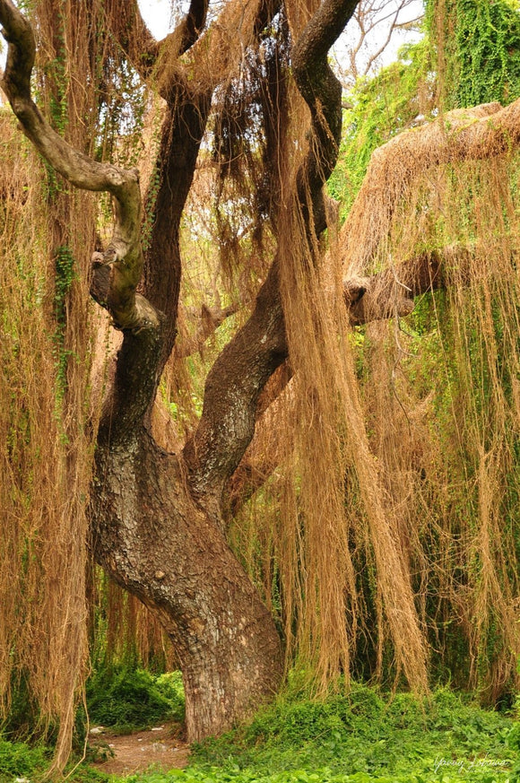 Triptych of wild forest in Havana