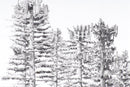 Can't see the forest...-4