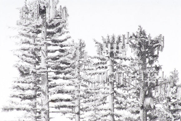 Can't see the forest...