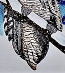 Great Horned Owl in the Snow-4