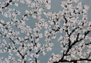 White Blossoms-6