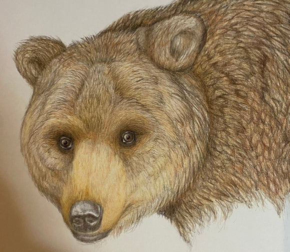 Grizzly with salmonberries (Ursus arctos horribilis)
