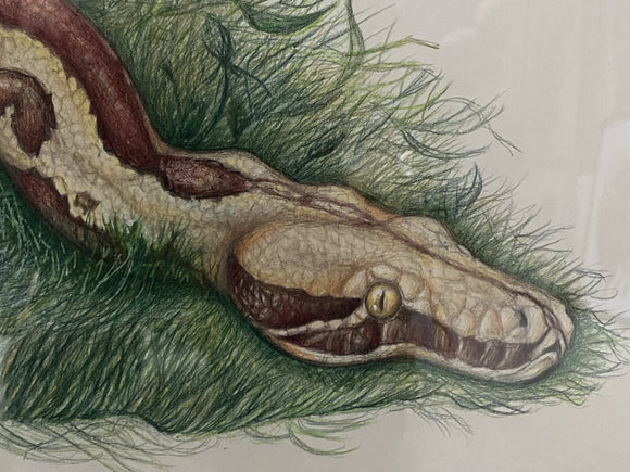 Blood python (Python brongersmai)