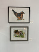 Varied thrush (Ixoreus navius)-4