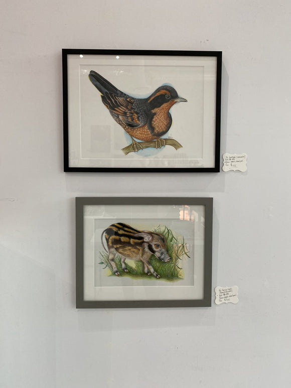 Varied thrush (Ixoreus navius)