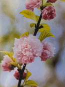 Cherry Blossom Trio-5