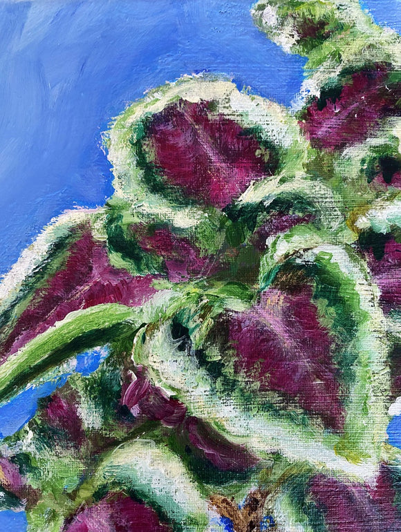 Coleus on Blue