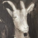 Three Goats in a Row Peeking from the Barn-5