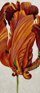 Parrot Tulip 3-5