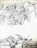 Acacia: Seeds and Bloom-5