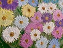 Daisies-5