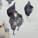 Backyard chickens-5