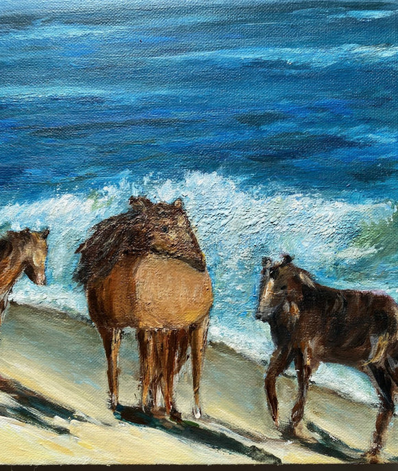 Wild Horses of Sable Island, Nova Scotia