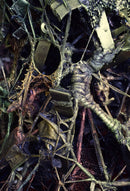 Mountain Overgrowth-3