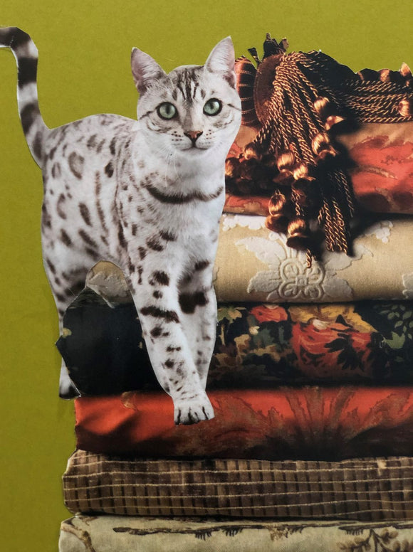 Feline Friend