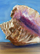 Conch Shell Study-6