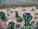 Desert Gardens-6