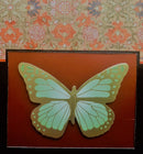 The Butterfly-7