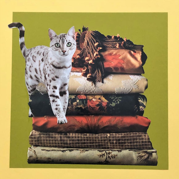 Feline Friend