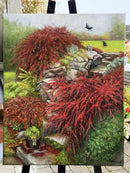 Red Japanese Barberries-7