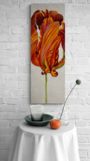 Parrot Tulip 3-8