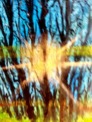 Sunrise in forest-9