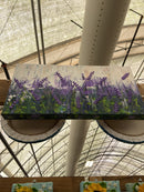 Abstract lavender field-9
