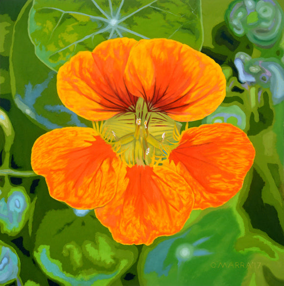 Maxwell Settlement Nasturtium
