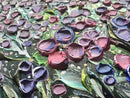 Moon Flower-11