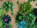 3D succulents-10