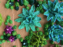 3D succulents-12