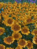 Impressionistic sunflower and lavender field-13