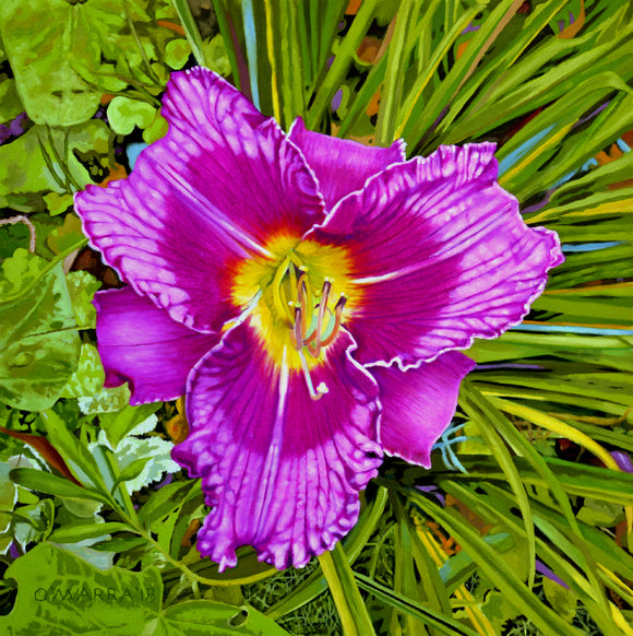 Purple Lily Perennial