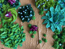 3D succulents-14