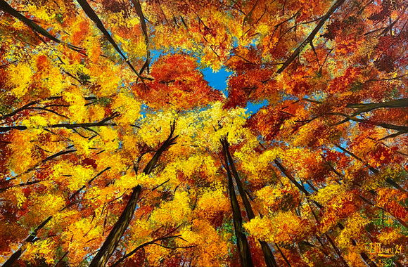 Autumn's Splendour