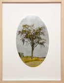 Survivor American Elm Tree-1