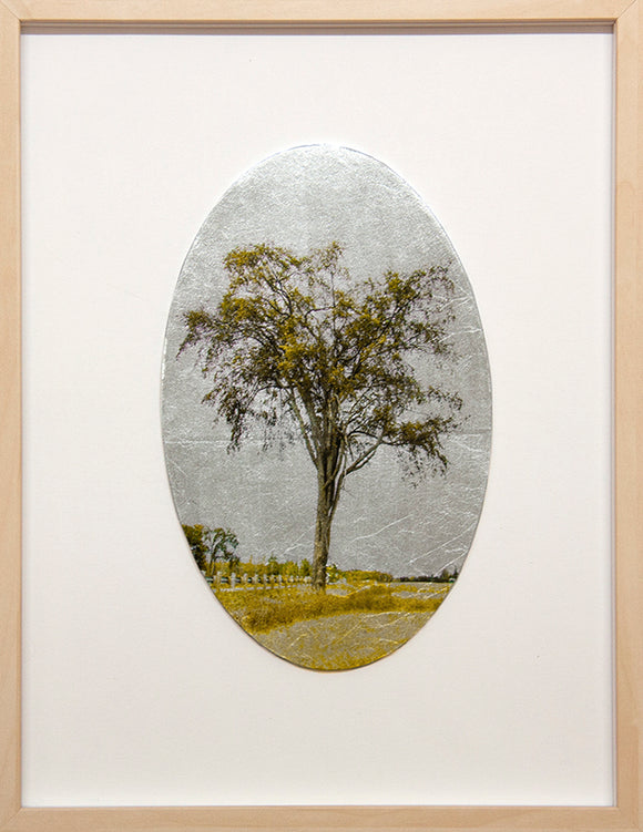 Survivor American Elm Tree