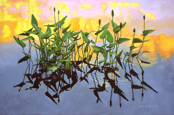 Pickerel Weed Bed Sunset