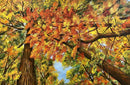 Colours of Nature-1